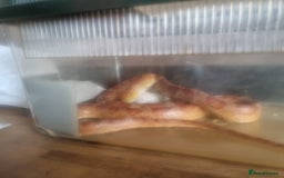 Corn Snake reptiles for sale: 2 corn snakes - Image 6