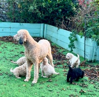 Standard Poodle dogs - Advert 2