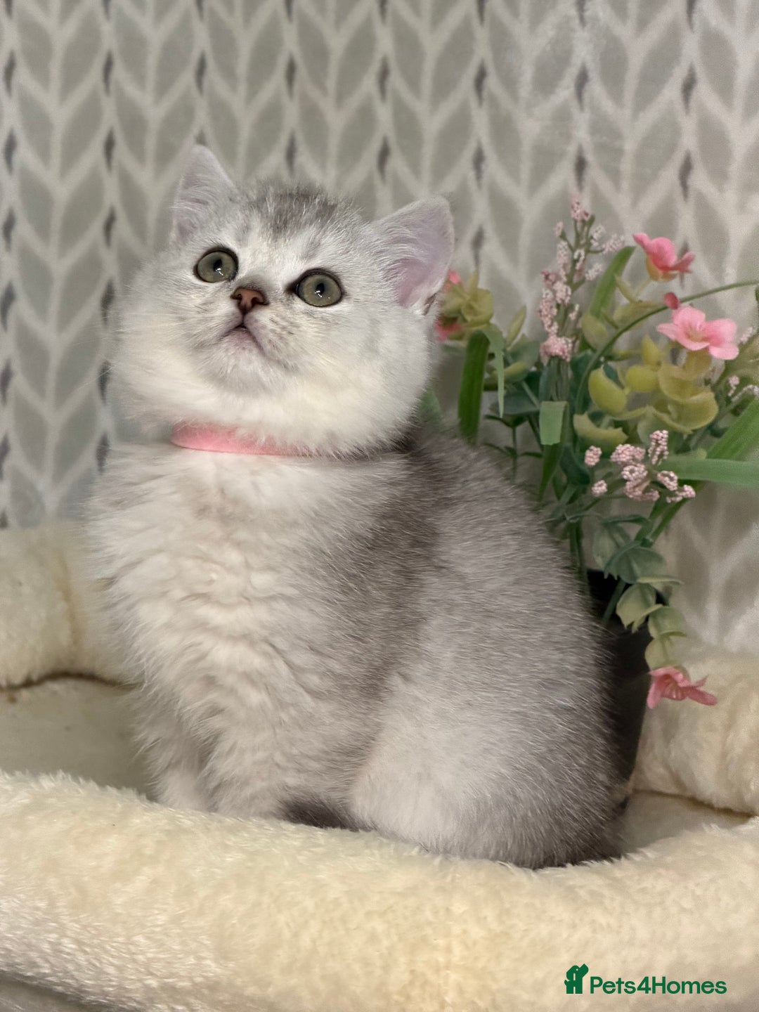 British Longhair cats for sale: British Longhair/Shorthair kittens TICA - Advert 7