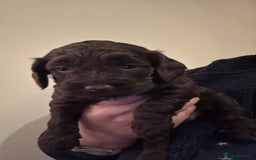 Cockapoo dogs for sale: F2 Cockapoo Puppies - Image 10