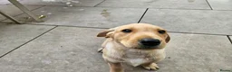 Labrador Retriever dogs for sale: Working Labrador puppies  - Advert 4