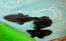 Ducks poultry for sale: 3 Cayuga ducklings  - Image 2