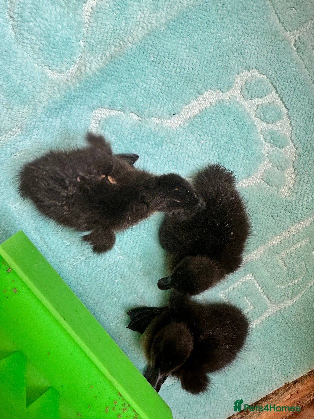 Ducks poultry for sale: 3 Cayuga ducklings  - Image 2