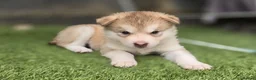 Alaskan Malamute dogs for sale: 1 Remaining Beautiful Alaskan Malamute Puppy - Advert 27
