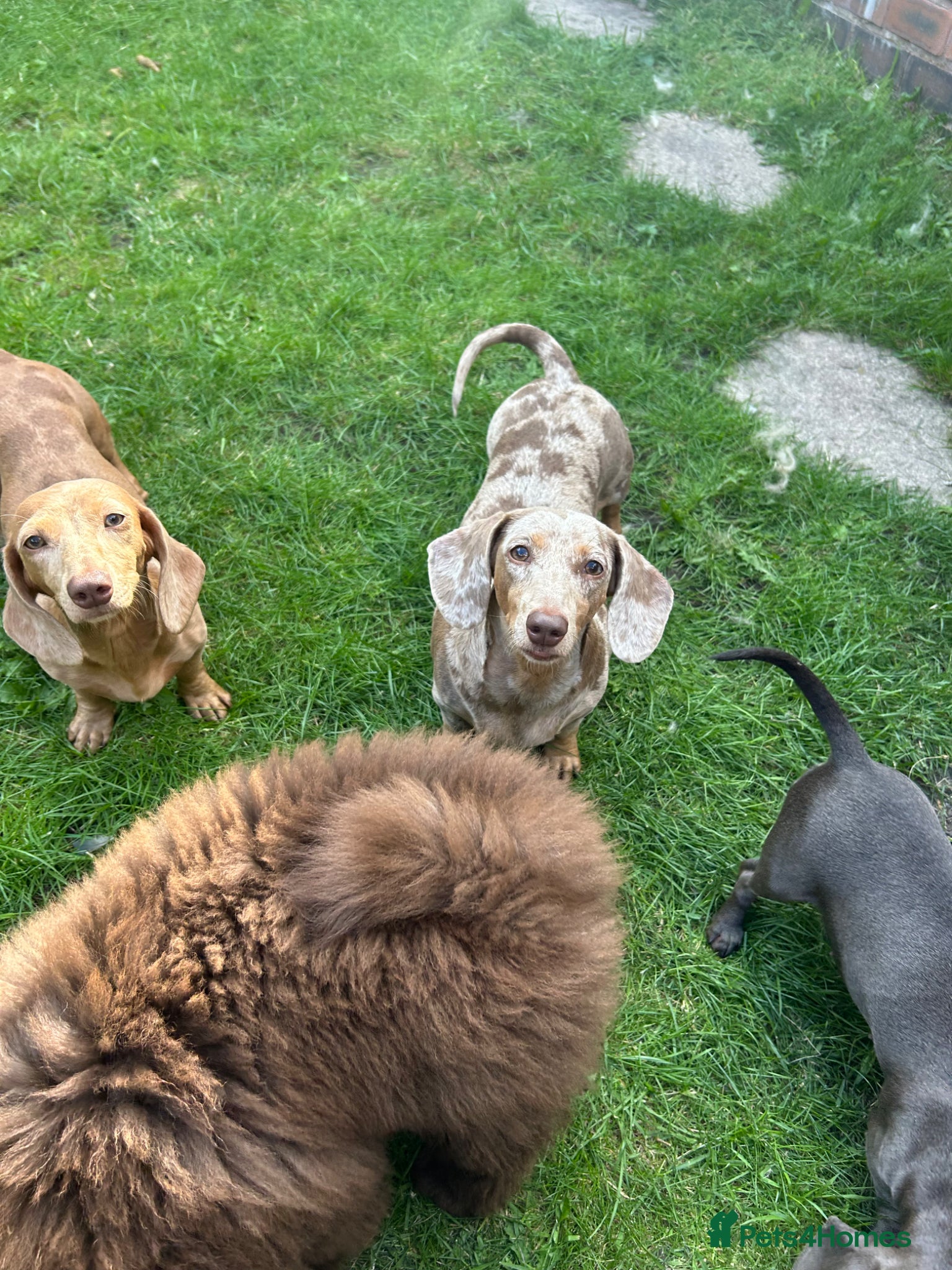 Miniature Dachshund dogs Beautiful KC Registered Miniature Dachshund Pups  - Advert 2