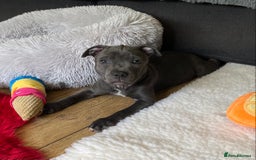 Staffordshire Bull Terrier dogs for sale: 🐾Reduced♥️World Famous Samtan Dozer & C in Swansea - Image 27