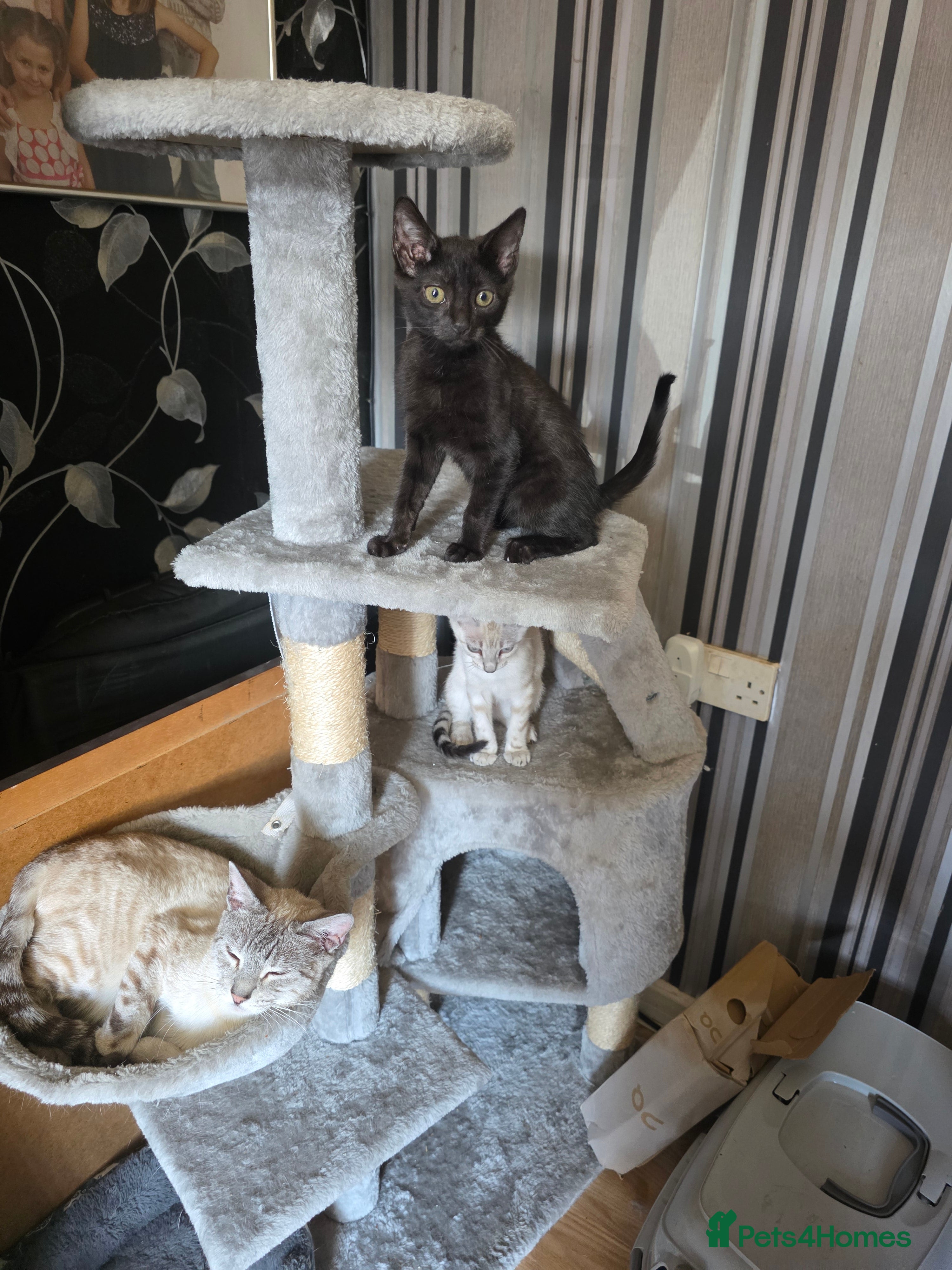 Bengal cats Bengal x kittens  - Advert 9
