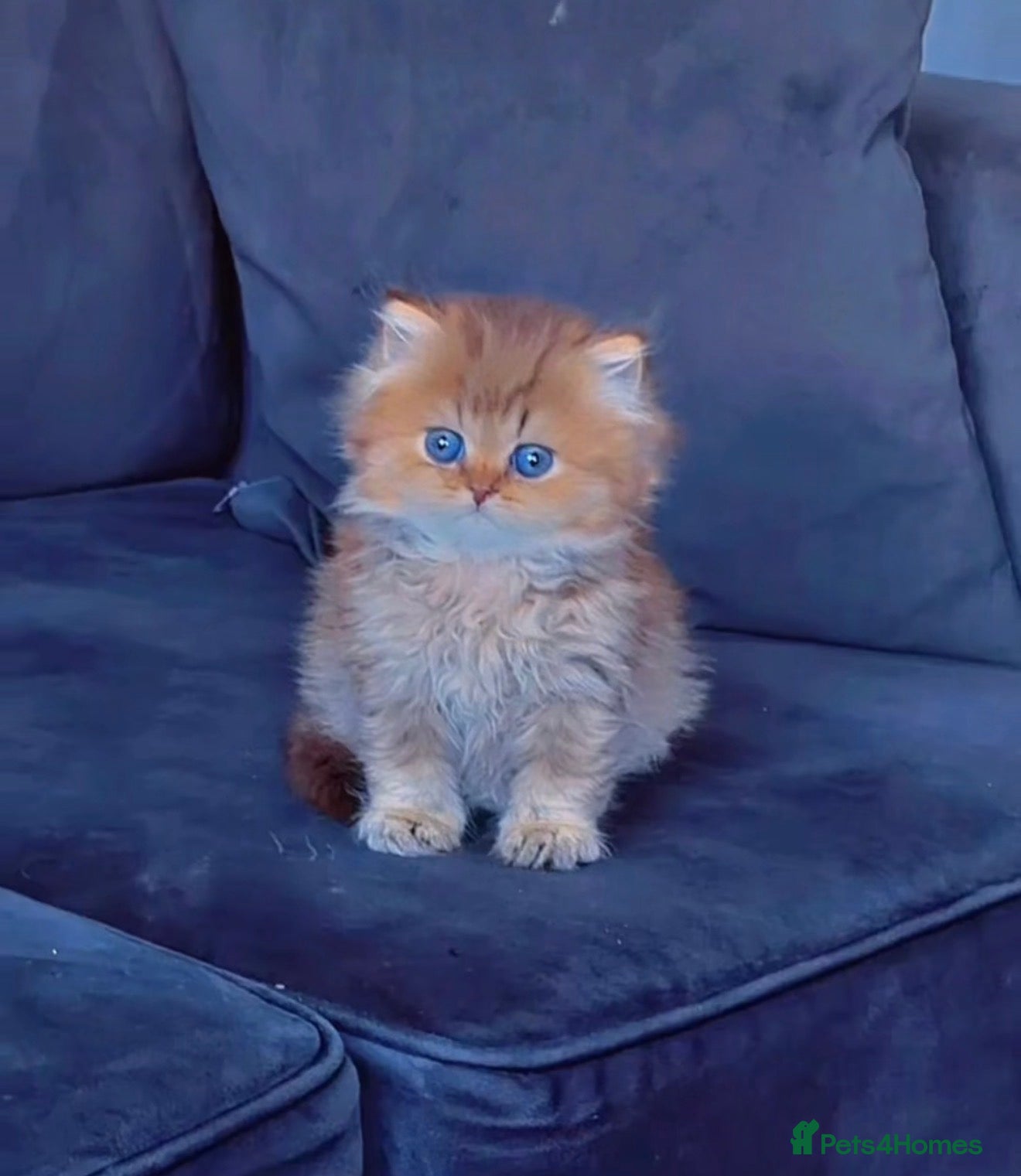 British Shorthair cats Rare  golden shaded longhair female left  - Advert 14