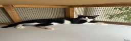 Mixed Breed cats for adoption: Two Cats for Indoor Adoption Together in Bridgend - Advert 7
