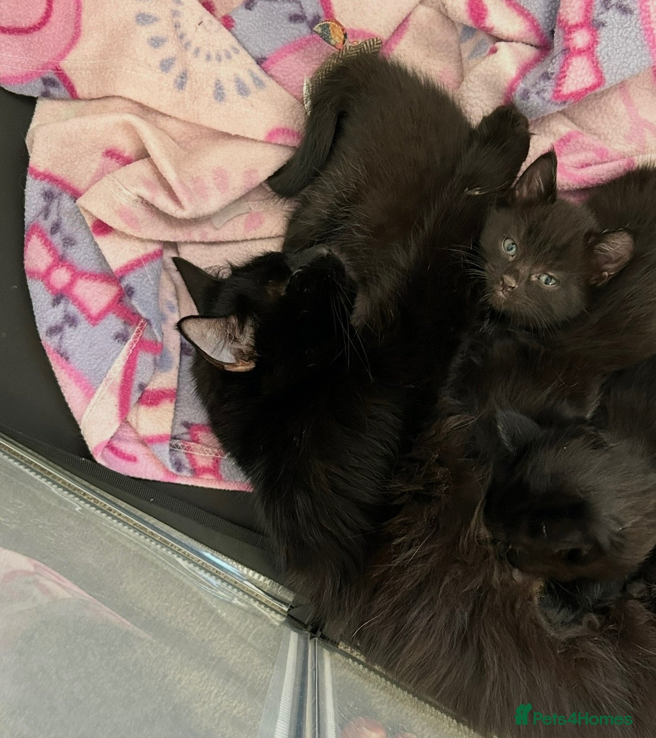 Mixed Breed cats for sale: Beautiful fluffy kittens for sale - Advert 15