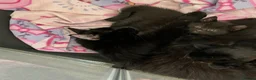 Mixed Breed cats for sale: Beautiful fluffy kittens for sale - Advert 1