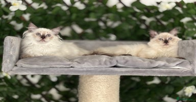 Ragdoll cats in Fordingbridge - Advert 4