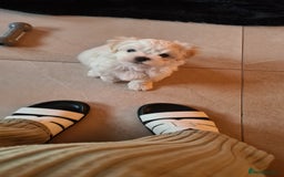 Mixed Breed dogs for sale: Havamalt pups - Image 7