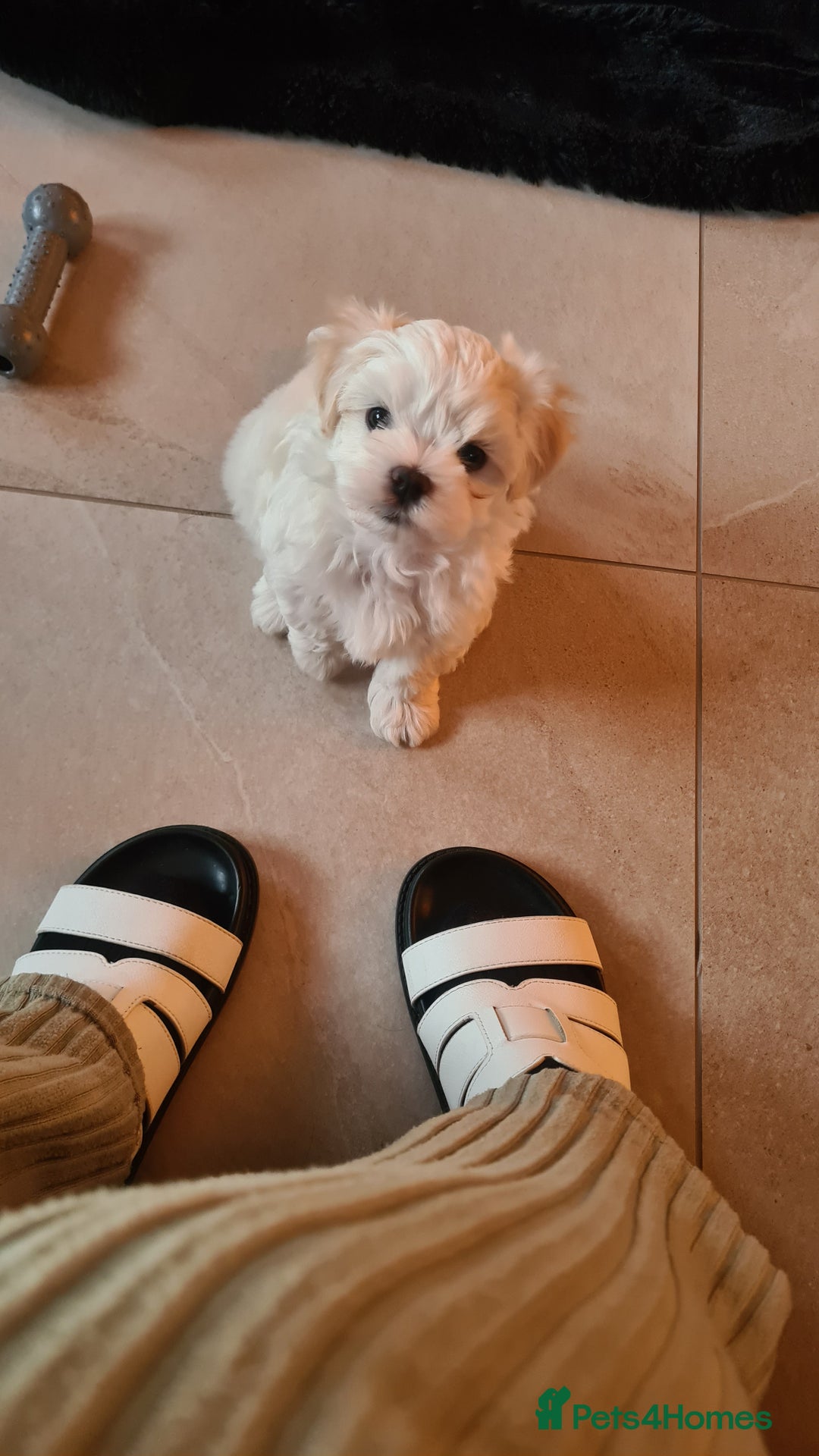 Mixed Breed dogs for sale: Havamalt pups - Image 7