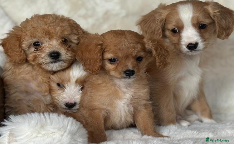 Cavapoo dogs - Advert 1