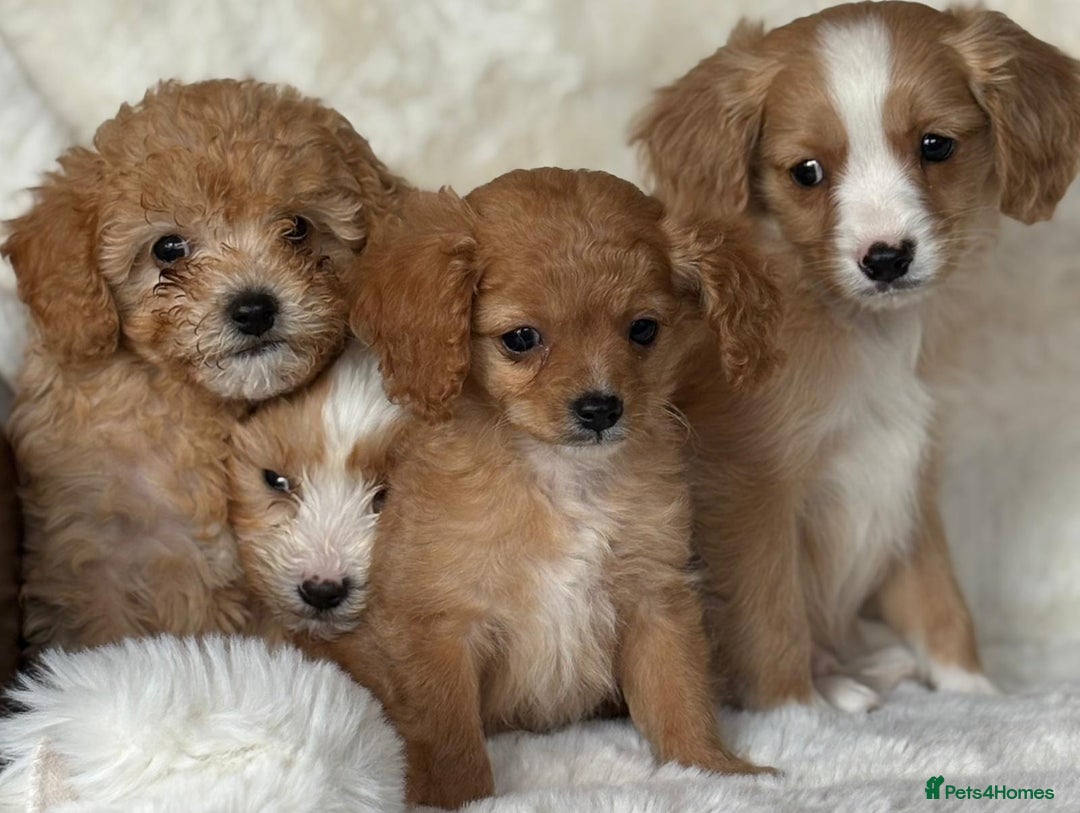 Cavapoo dogs for sale: Beautiful cavapoos - Image 1