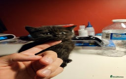 British Shorthair cats for sale: British shorthair mix  - Image 2