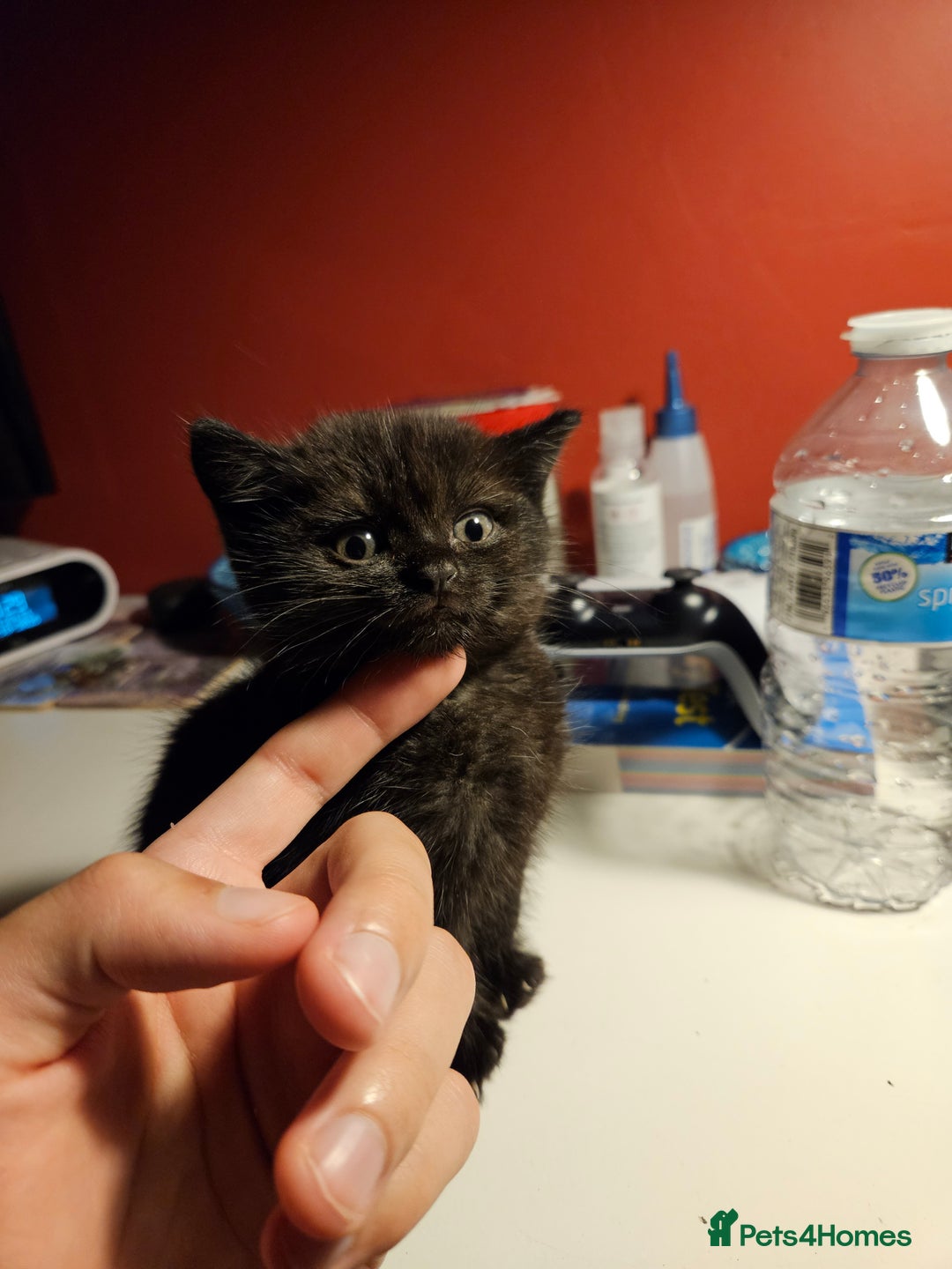 British Shorthair cats for sale: British shorthair mix  - Image 2