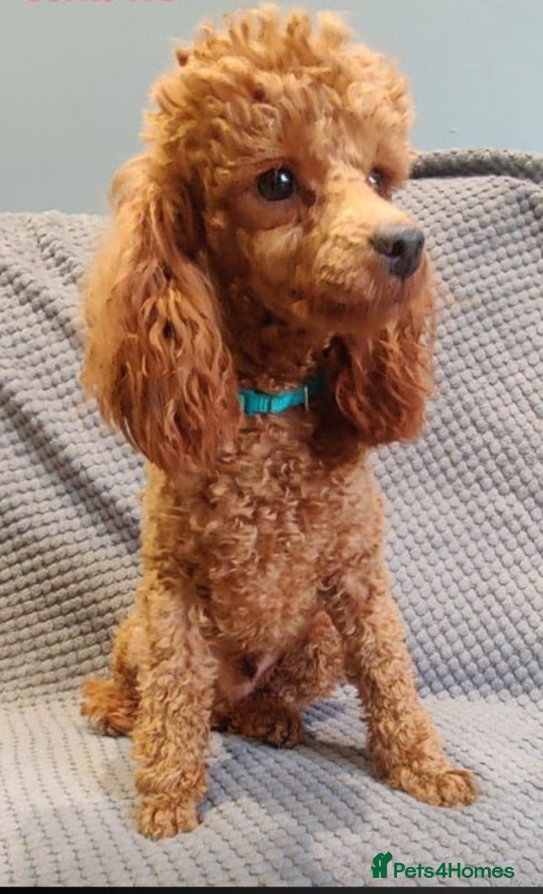 Cockapoo dogs for sale: FOX RED TOY COCKAPOO PUPPIES  - Advert 26