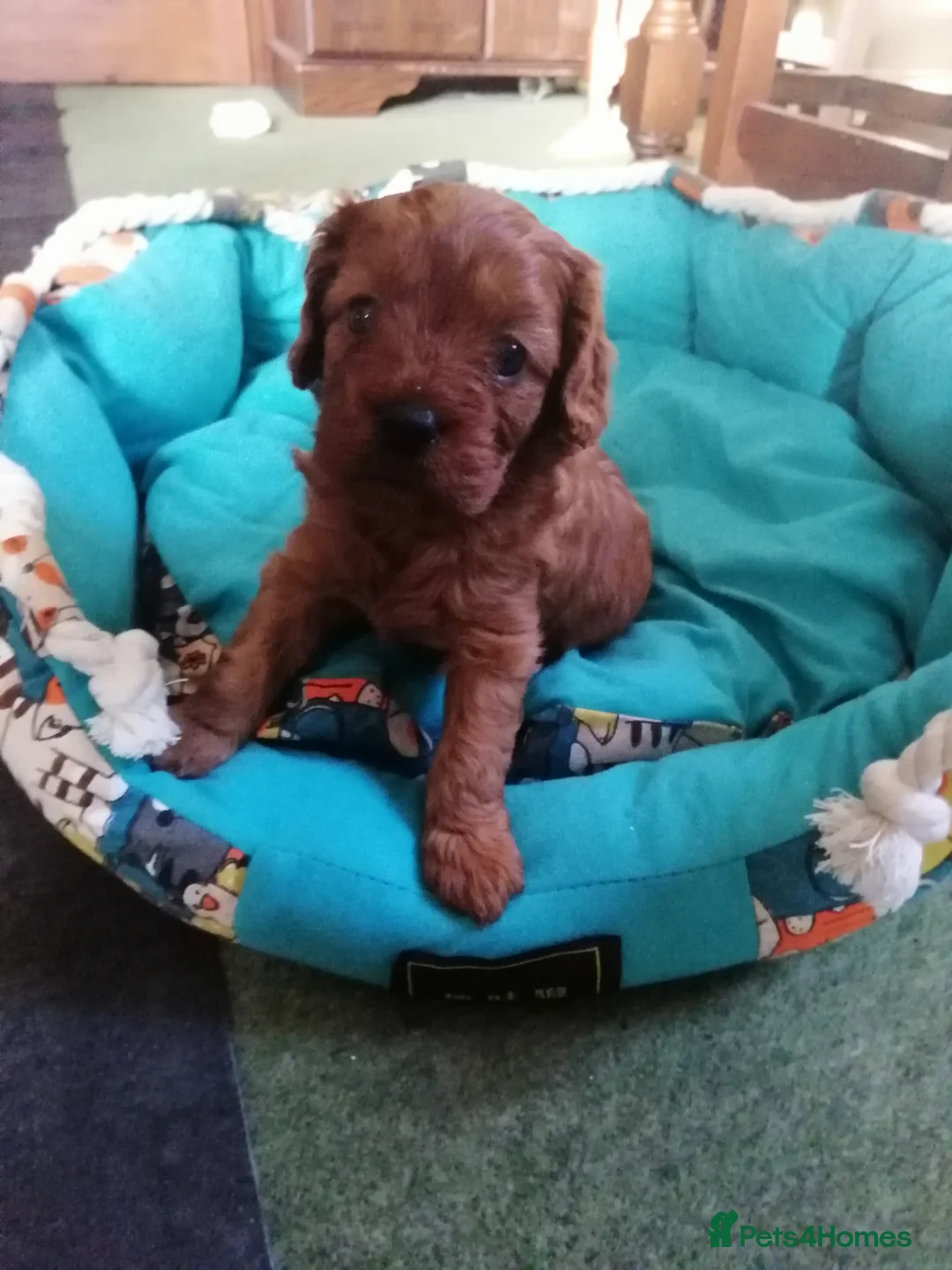 Cavapoo dogs for sale:  Cavapoo  - Advert 20