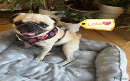 Pug dogs for adoption: 💖🐶 LOLA 🐶💖 - Image 8