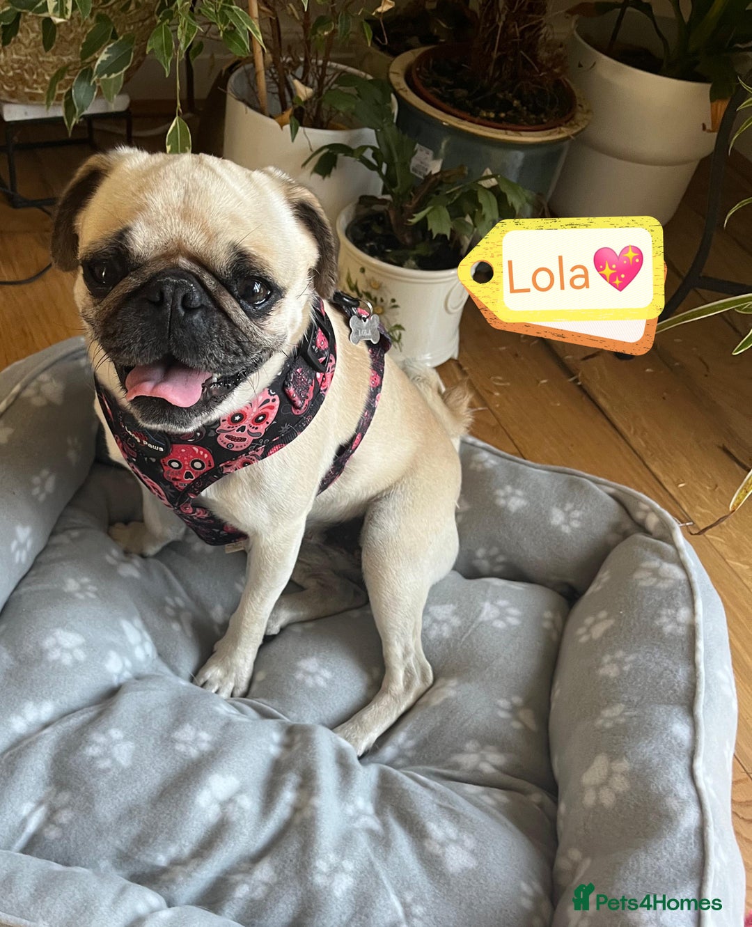 Pug dogs for adoption: 💖🐶 LOLA 🐶💖 - Image 8