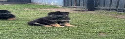 German Shepherd dogs for sale: 🐾Ready to leave Kc reg German shepherd puppies🐾 - Advert 3