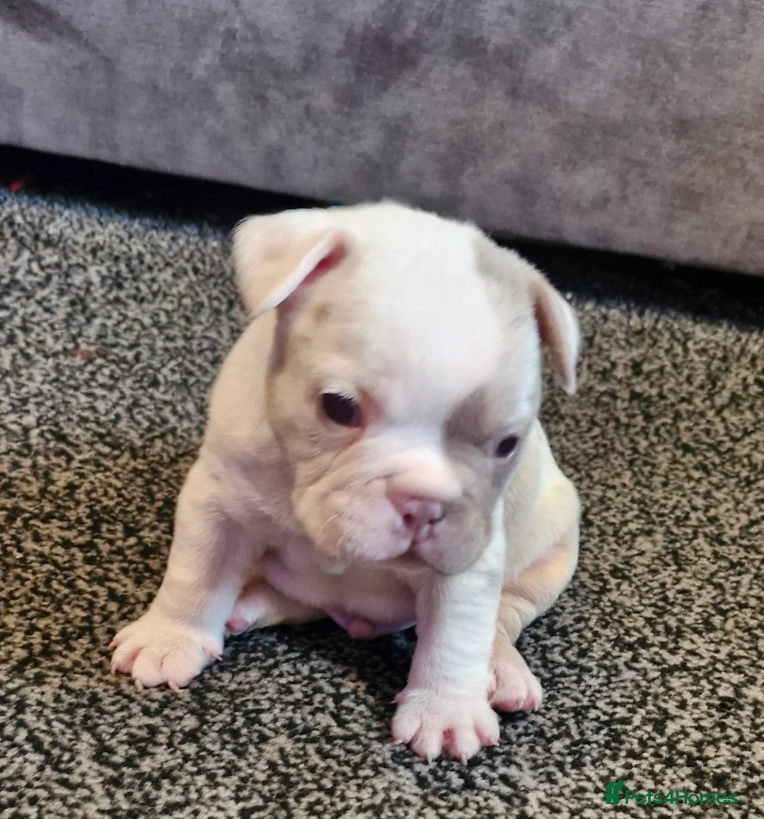 French Bulldog dogs for sale: Stunning dwkc merle french bulldogs  - Advert 23