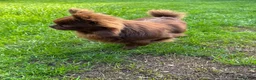Chihuahua dogs for stud: Solid chocolate KC LC champion line DNA tested  - Advert 5