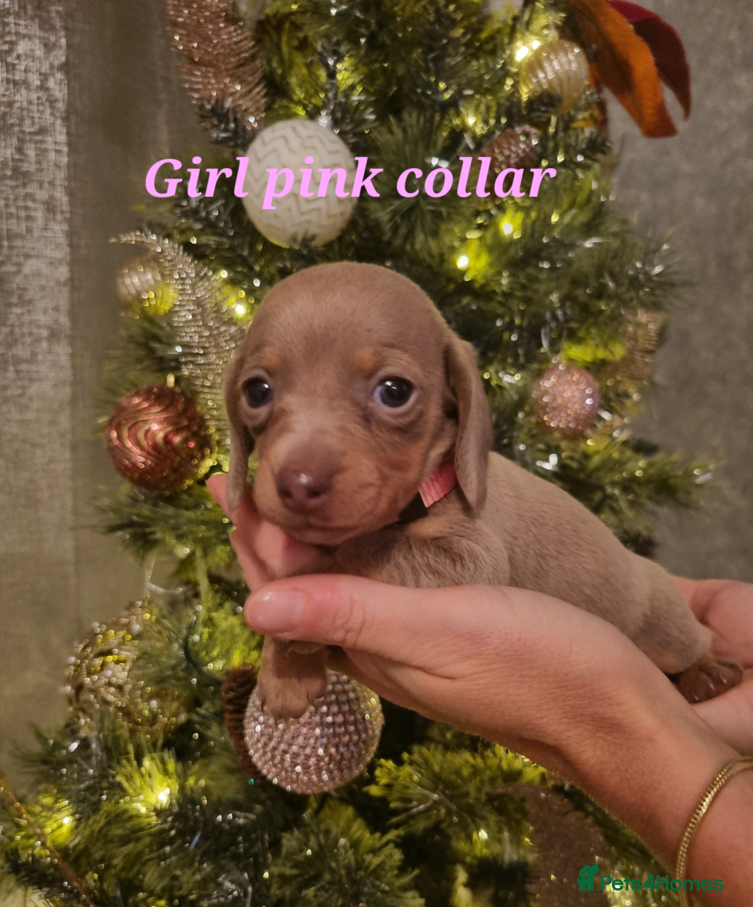 Dachshund dogs 5 left Smooth Haired miniature dachshund pups  - Advert 9