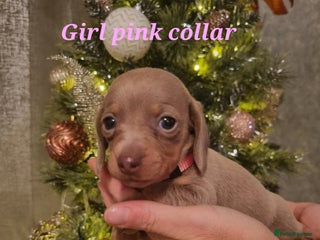 Dachshund dogs 8 Smooth Haired miniature dachshund pups - Advert 3