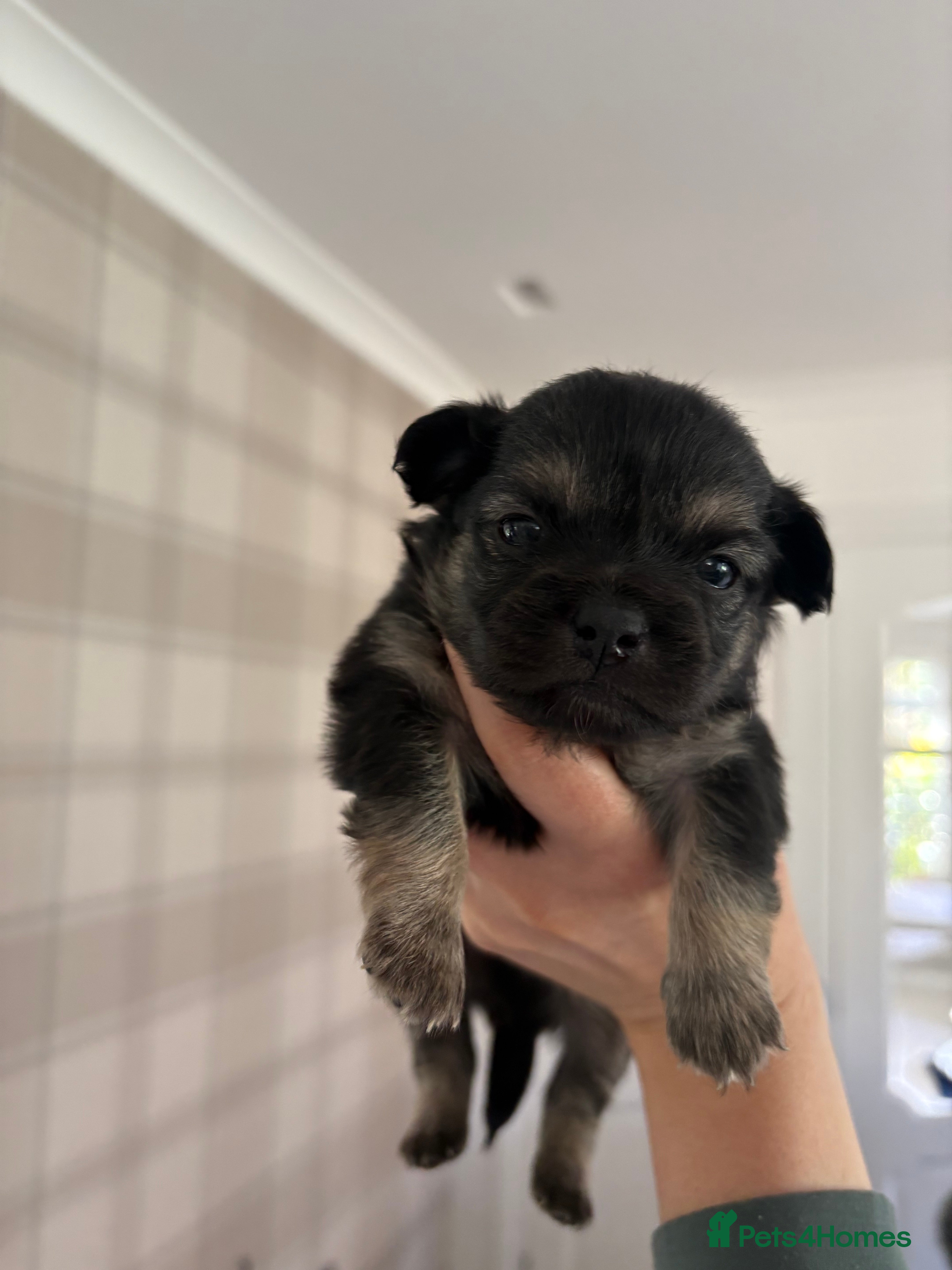 Mixed Breed dogs Five beautiful puppies-pomchi/jackchi - Advert 2