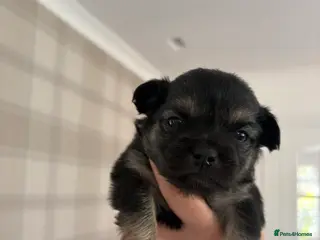 Mixed Breed dogs Five beautiful puppies-pomchi/jackchi - Advert 4