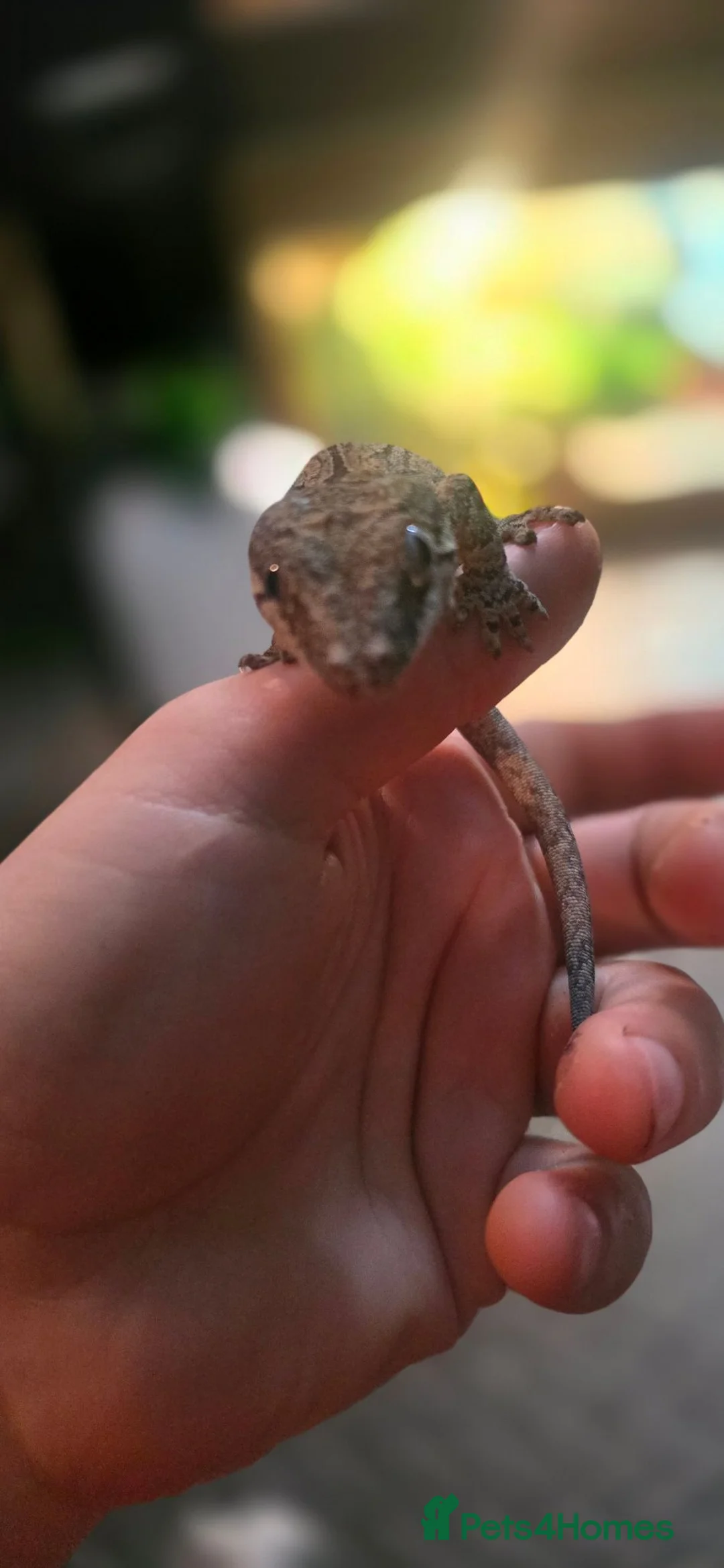 Gecko reptiles for sale: PinStripe Gargoyle Gecko - Advert 9