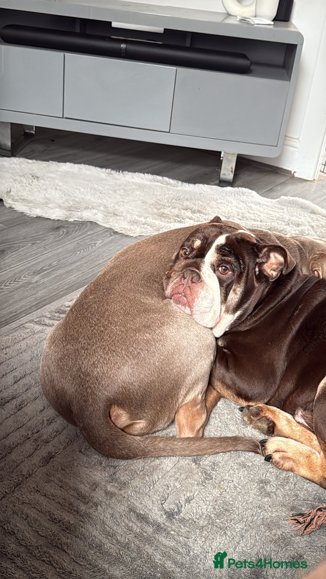 English Bulldog dogs for sale: Harry - Image 2