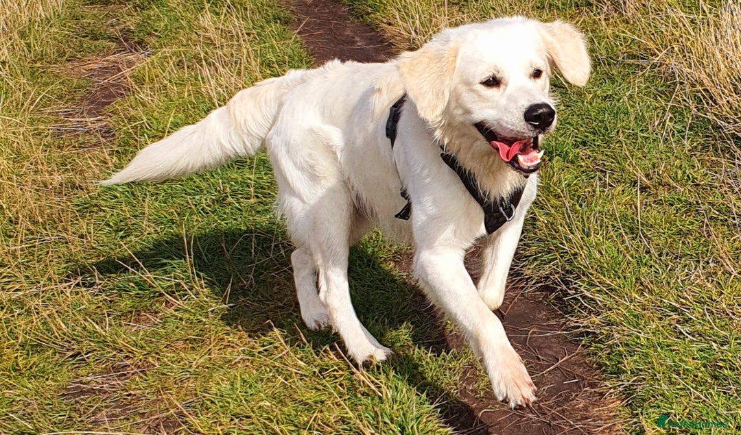 Golden Retriever dogs for stud: Stunning cream Golden Retriever for STUD in Lancaster - Advert 5