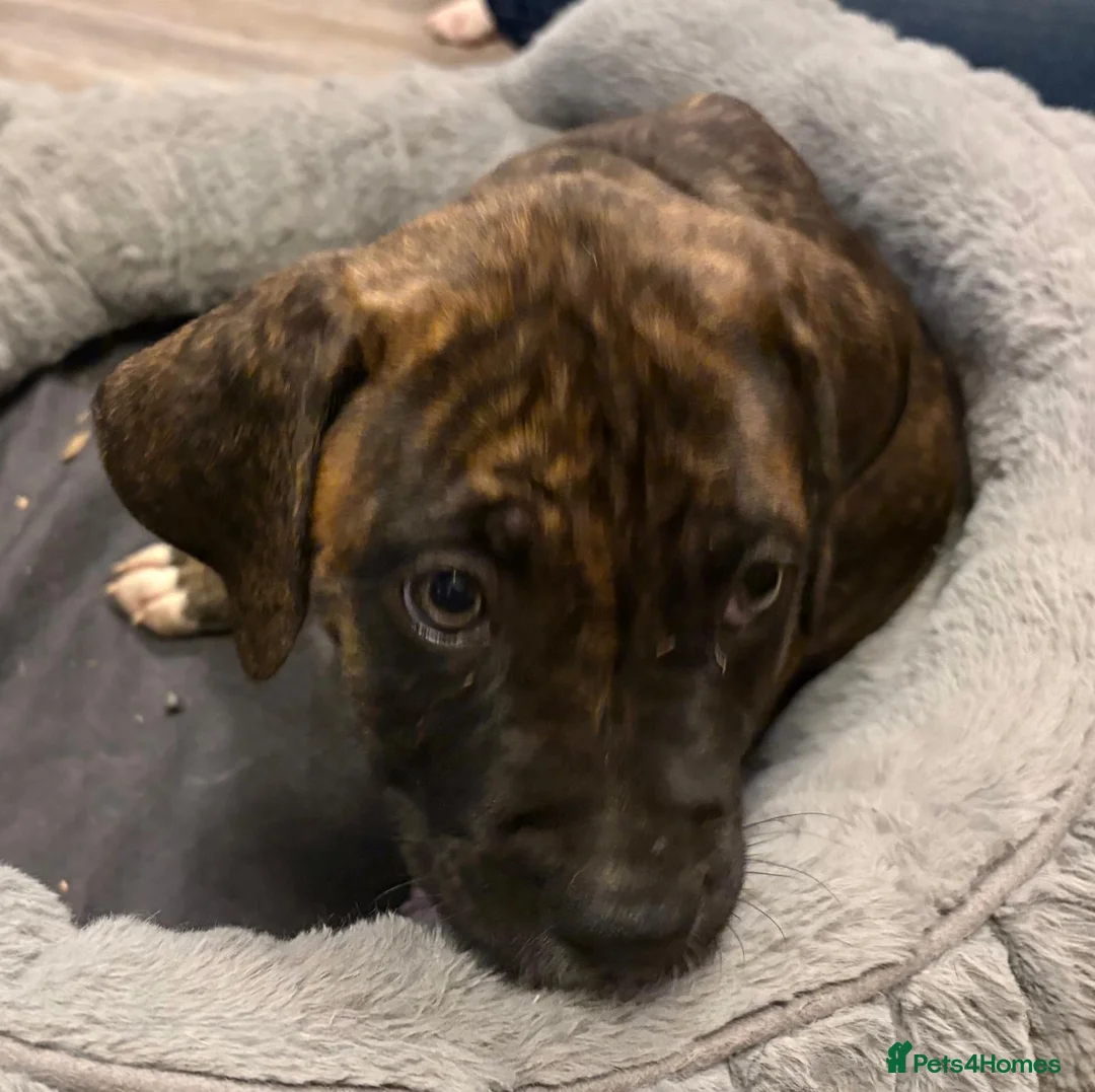 Mixed Breed dogs for sale: American bulldog x press Canario puppy’s  - Advert 19