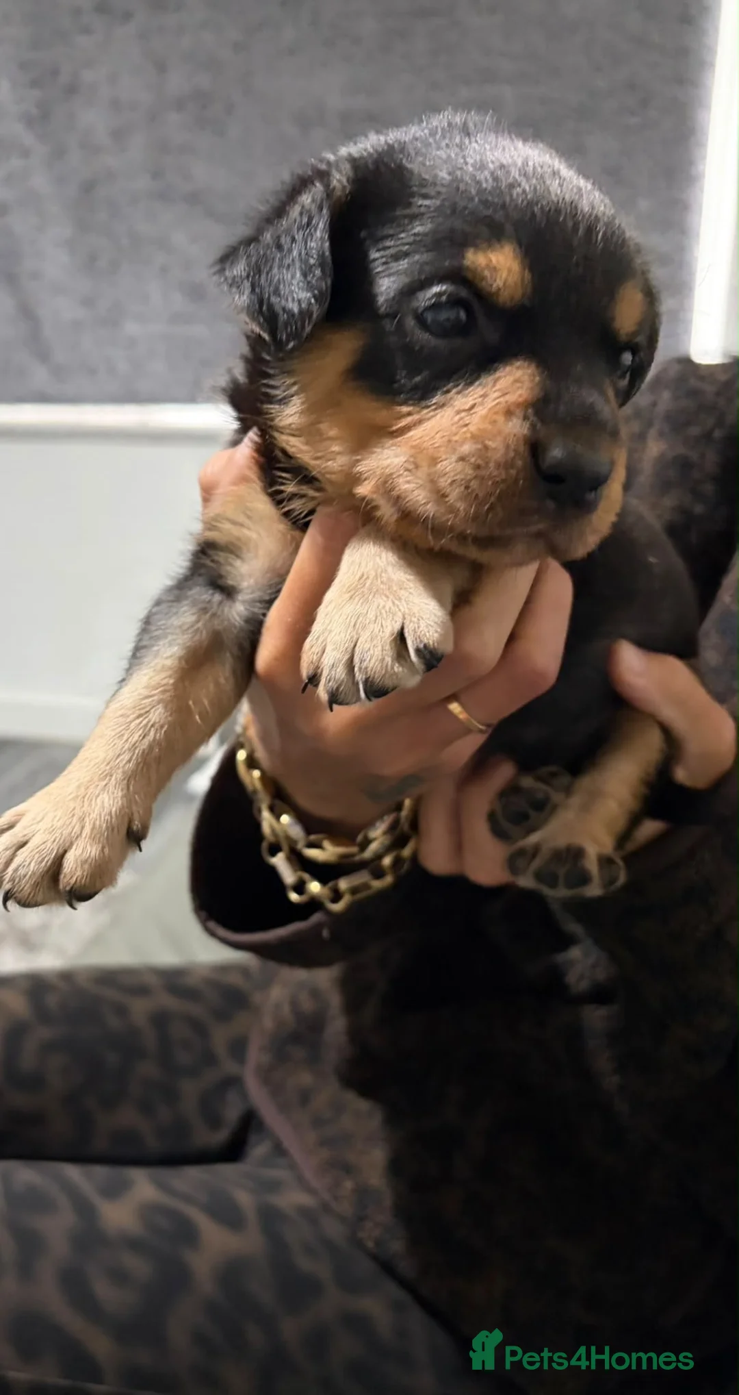 Rottweiler dogs for sale: Rottweiler puppy  - Advert 2