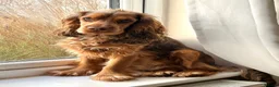 Cocker Spaniel dogs for sale: Beautiful litter of cocker spaniel puppies - Advert 4