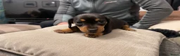 Dachshund dogs for sale: Dachshund puppy  - Advert 3