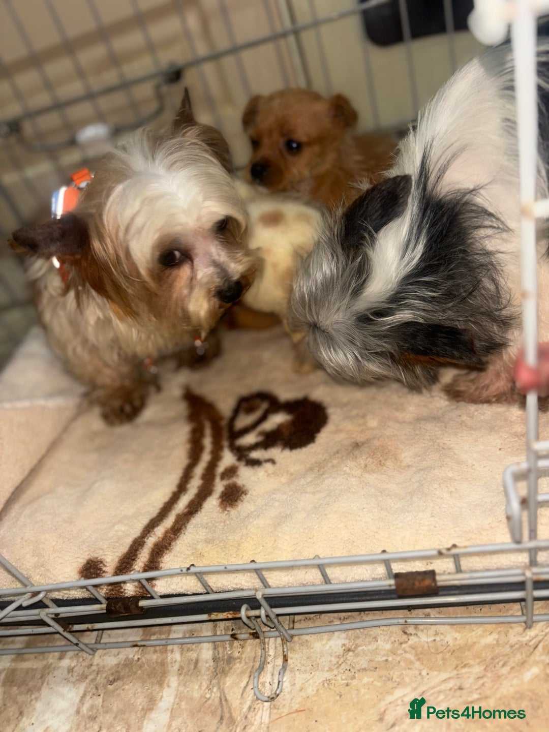 Mixed Breed dogs for sale: Jack Russell X biewer pups - Advert 13