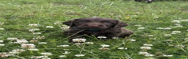 Sprocker 6 (Nitra)