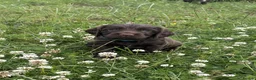 Sprocker dogs for sale: Sprocker puppies - Advert 4