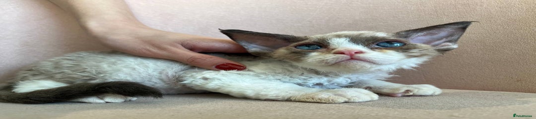 Devon Rex Kitten 1