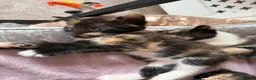 Mixed Breed cats for sale: Calico Beautiful-Mum Siamese Dad Ragdoll Bengal  - Advert 8