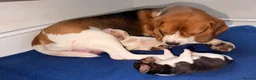 Beagle dogs for sale: Beagle pups both female 1 tri and one lemon - Advert 5
