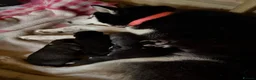 Siberian Husky dogs for sale: Amazing Pure Siberian Huskies - Advert 2