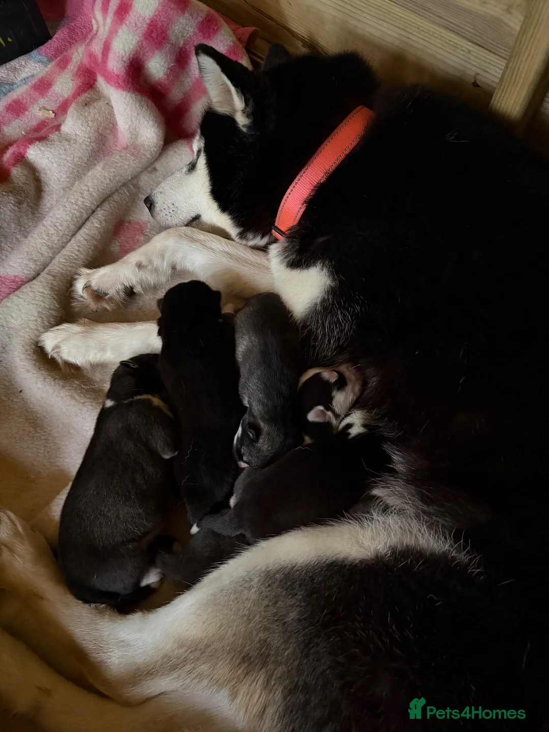 Siberian Husky dogs for sale: Amazing Pure Siberian Huskies - Advert 2
