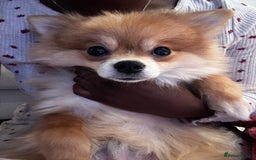 Pomeranian dogs for sale: Happy Pom Pom - Image 8