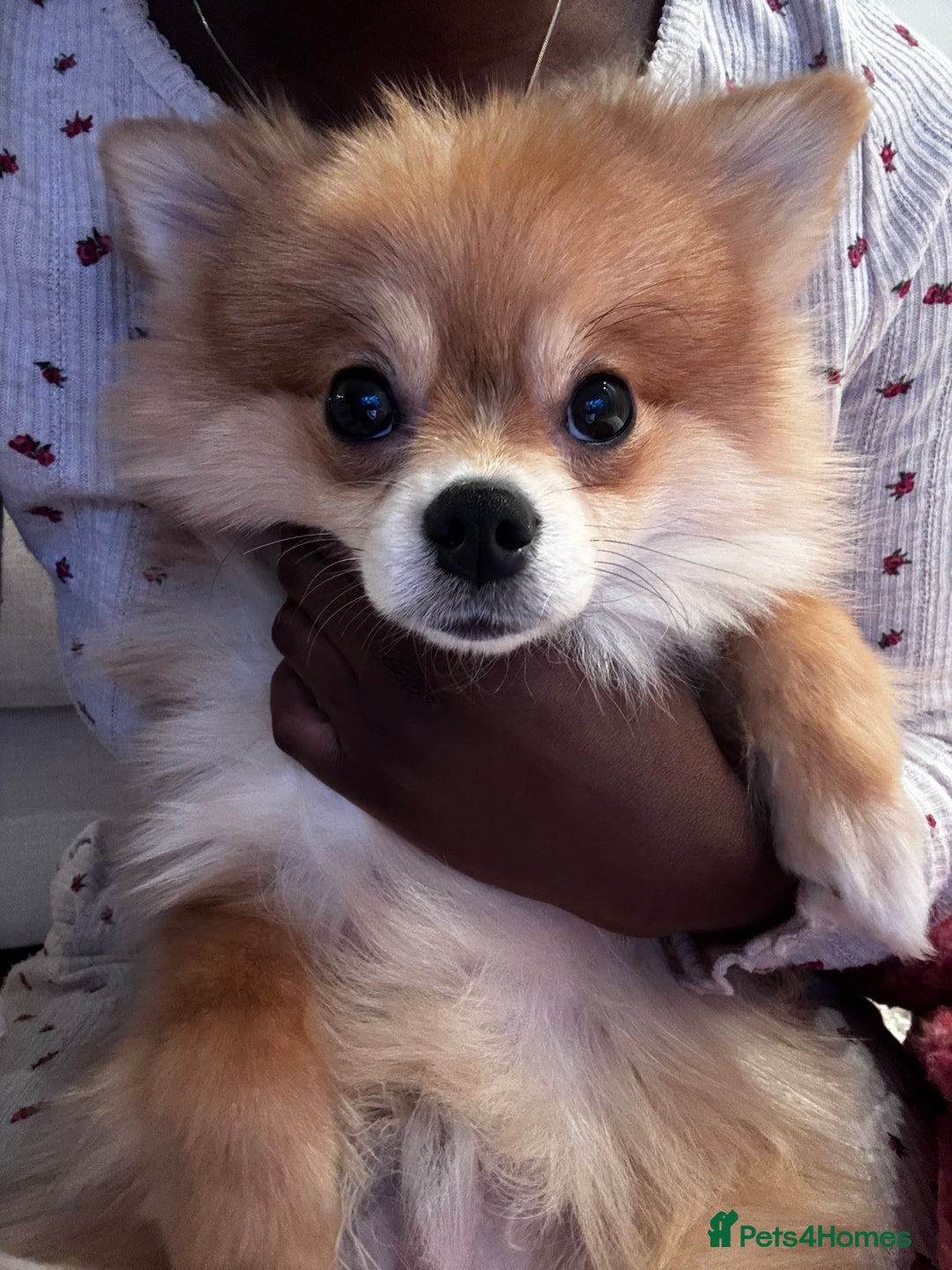 Pomeranian dogs for sale: Happy Pom Pom - Image 8
